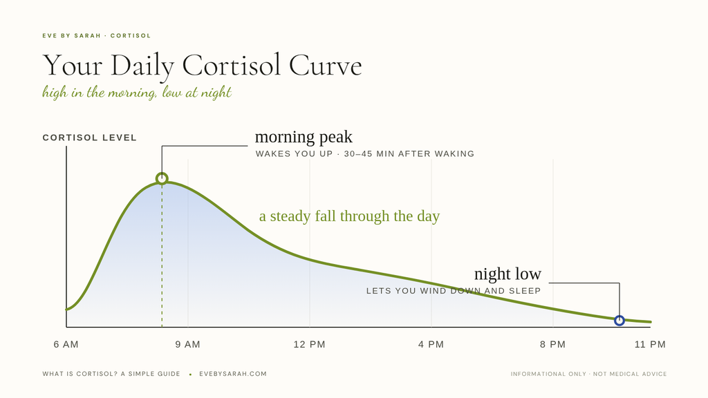 Your daily cortisol curve — high in the morning about 30–45 minutes after waking, falling steadily through the day to a low at night